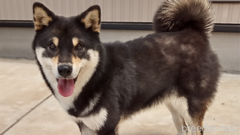 成約済の和歌山県の柴犬-302078の1枚目