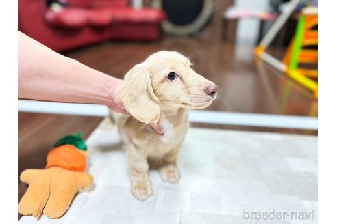 成約済の愛知県のミニチュアダックスフンド(ロングヘアード)-303529の4枚目