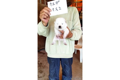 販売中の徳島県の柴犬-317098