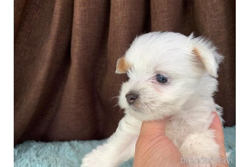 販売中の大分県のビューワーテリア-315000の10枚目