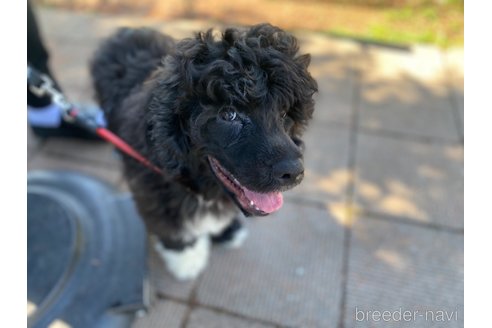 成約済の東京都のその他の犬種-318049の12枚目