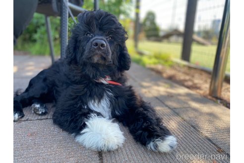 成約済の東京都のその他の犬種-318049の8枚目