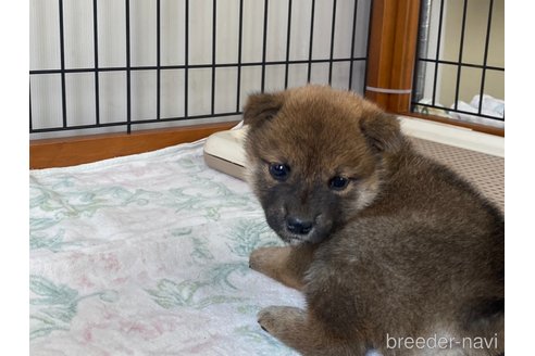 成約済の岡山県の柴犬-318175の3枚目