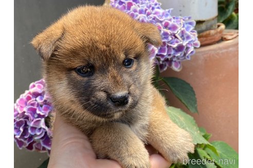 成約済の岡山県の柴犬-318175の4枚目