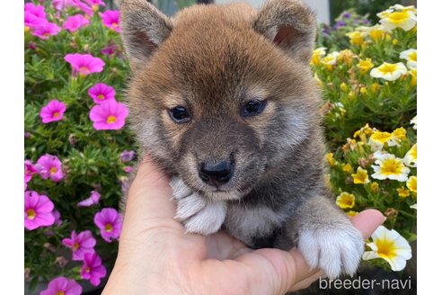 成約済の岡山県の柴犬-318182の5枚目