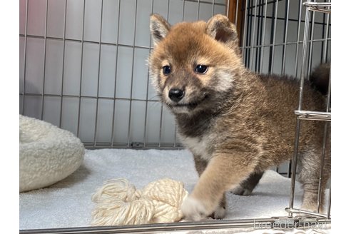 成約済の岡山県の柴犬-318182の4枚目