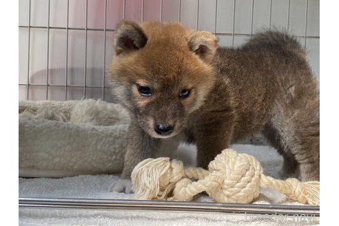 成約済の岡山県の柴犬-318182の2枚目