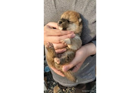 成約済の大阪府の柴犬-318228の6枚目