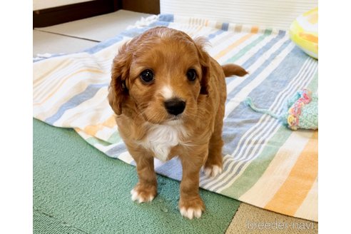 成約済の福岡県のミックス犬-313649の20枚目