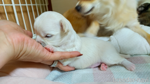 成約済の神奈川県のチワワ(ロングコート)-318759の3枚目