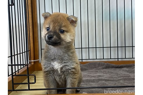 成約済の岡山県の柴犬-316534の2枚目