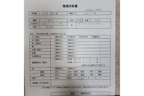 成約済の愛知県のチワワ(ロングコート)-320747の3枚目