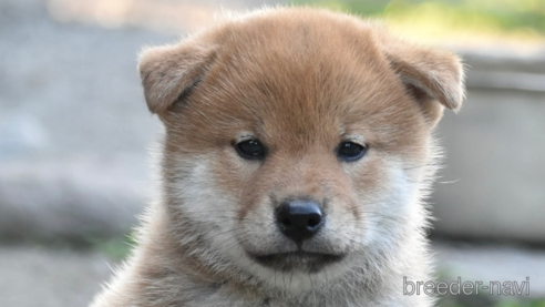 成約済の神奈川県の柴犬-321952の1枚目