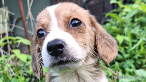 販売中の神奈川県のミックス犬-316924の1枚目