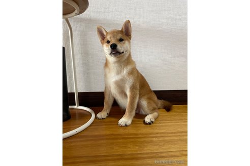 販売中の滋賀県の柴犬-308604の6枚目