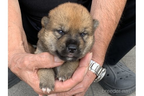 成約済の長崎県の柴犬-322611の2枚目