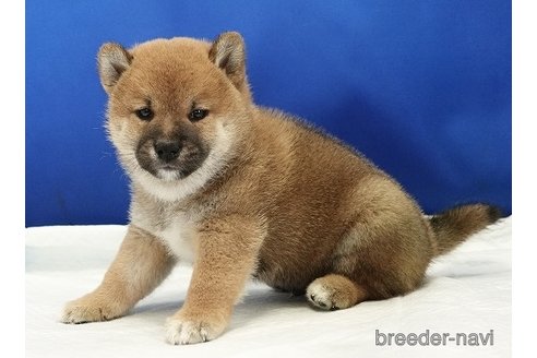 成約済の愛知県の柴犬-321872の3枚目