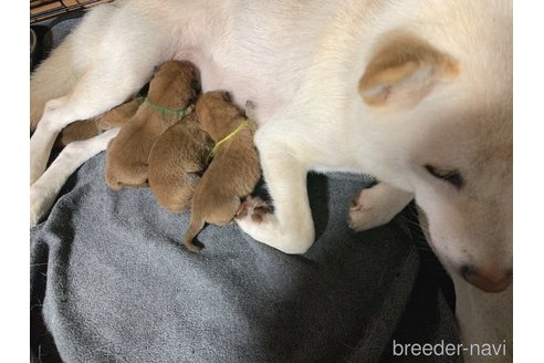 成約済の熊本県の柴犬-323900の15枚目