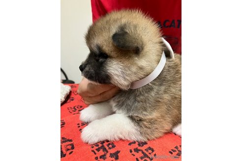 販売中の静岡県の秋田犬-324012の3枚目