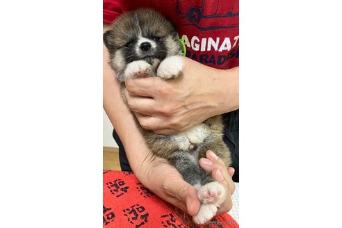 販売中の静岡県の秋田犬-324012の2枚目