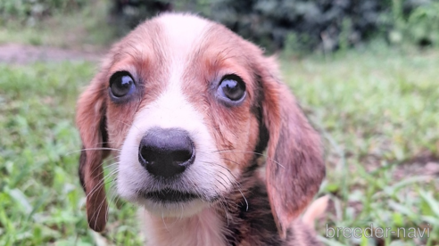 販売中の神奈川県のミックス犬-318216