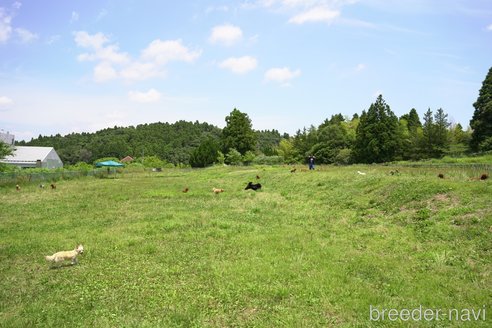 成約済の千葉県のポメラニアン-322243の2枚目