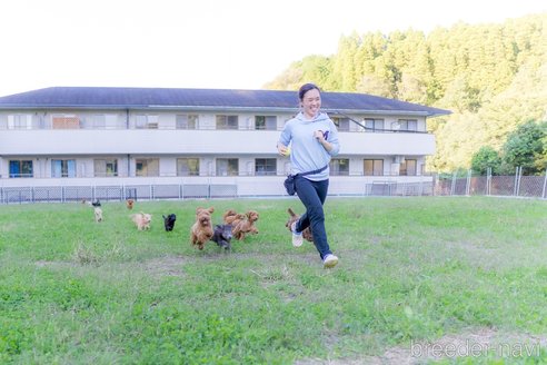 成約済の千葉県のミニチュアダックスフンド(ロングヘアード)-319457の2枚目