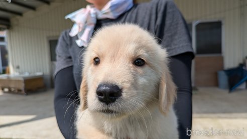 成約済の熊本県のゴールデンレトリーバー-317633の11枚目