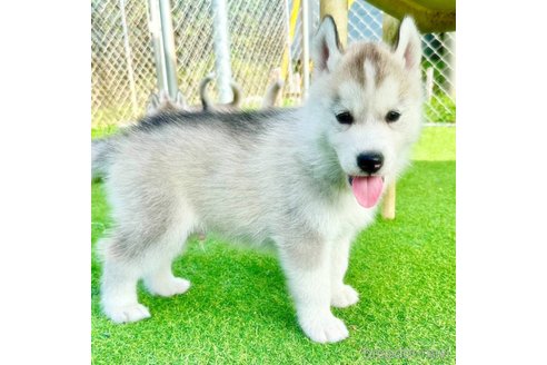 成約済の茨城県のシベリアンハスキー-325457の2枚目