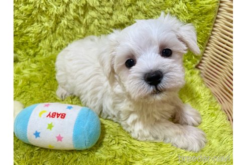 成約済の秋田県のミックス犬-325699の4枚目