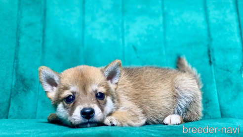 成約済の茨城県のミックス犬-323706の1枚目