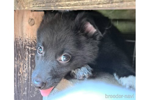 販売中の千葉県のミックス犬-324071の12枚目