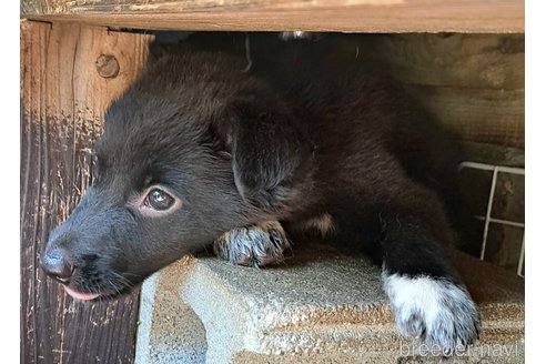 販売中の千葉県のミックス犬-324071の9枚目