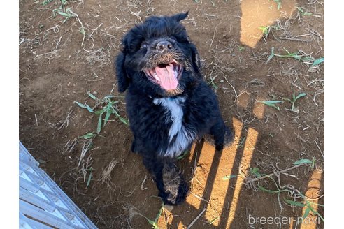 成約済の東京都のその他の犬種-327486の22枚目