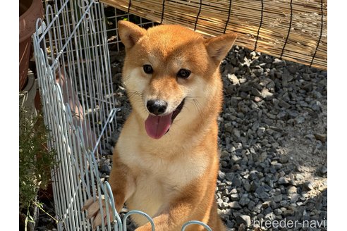 販売中の岡山県の豆柴-208241の1枚目