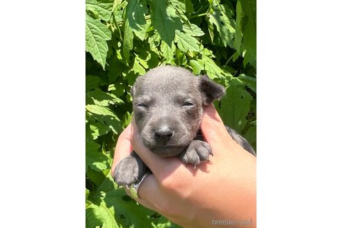 成約済の静岡県のイタリアングレーハウンド(イタグレ)-327544の7枚目