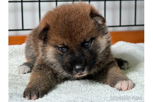 成約済の岡山県の柴犬-327583の3枚目