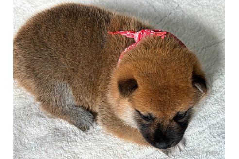 成約済の岡山県の柴犬-327585の3枚目