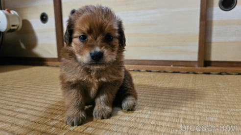 成約済の鹿児島県のマルックス:マルチーズ×ミニチュアダックスフンド-327750の1枚目