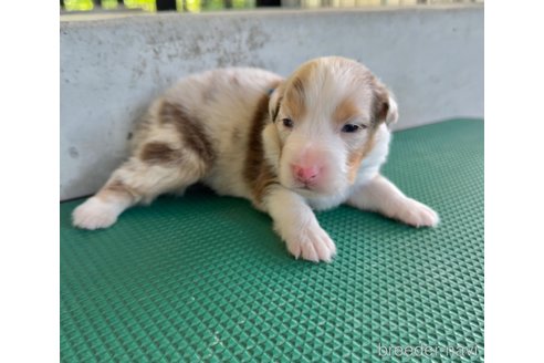 成約済の山梨県のオーストラリアンシェパード-327421の2枚目