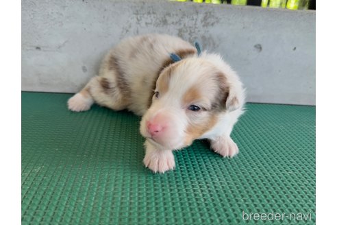 成約済の山梨県のオーストラリアンシェパード-327421の4枚目