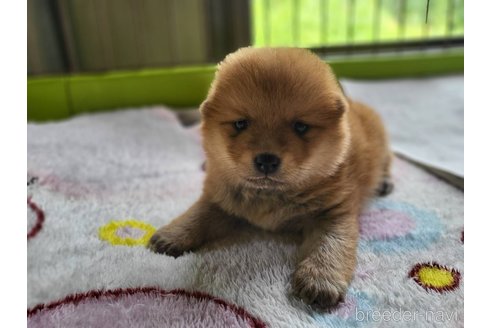 商談中の宮城県のミックス犬-328122の4枚目