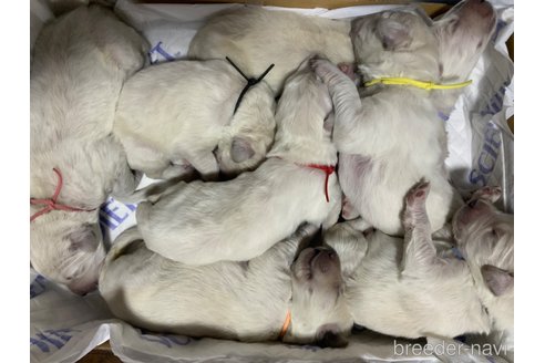 販売中の茨城県のミックス犬-328526の5枚目