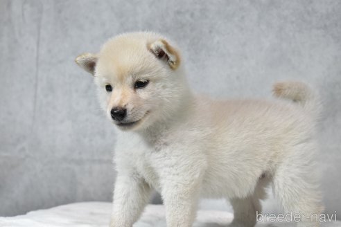 販売中の神奈川県の柴犬-328915の3枚目