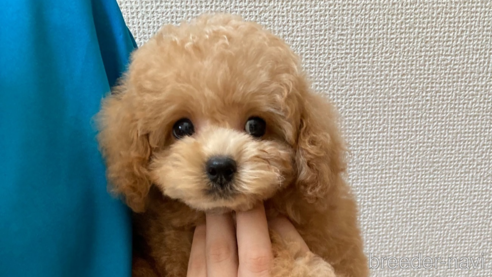 成約済の広島県のタイニープードル-321307の1枚目