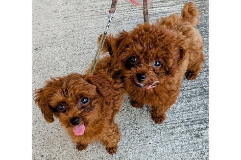 成約済の福岡県のティーカッププードル-325071の1枚目