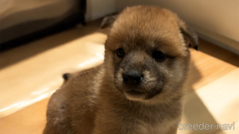 成約済の北海道の柴犬-327707の16枚目