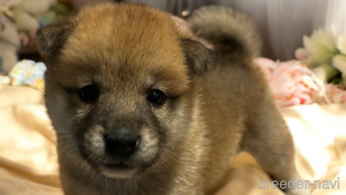 成約済の北海道の柴犬-327707の14枚目