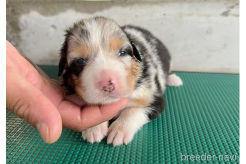 成約済の山梨県のオーストラリアンシェパード-327425の1枚目