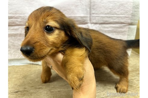 成約済の熊本県のミニチュアダックスフンド(ロングヘアード)-324697の2枚目